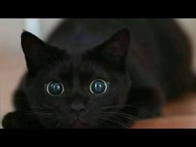 Black Cats Compilation